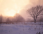 雪原