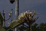 鸡蛋花