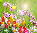 阳光 野花