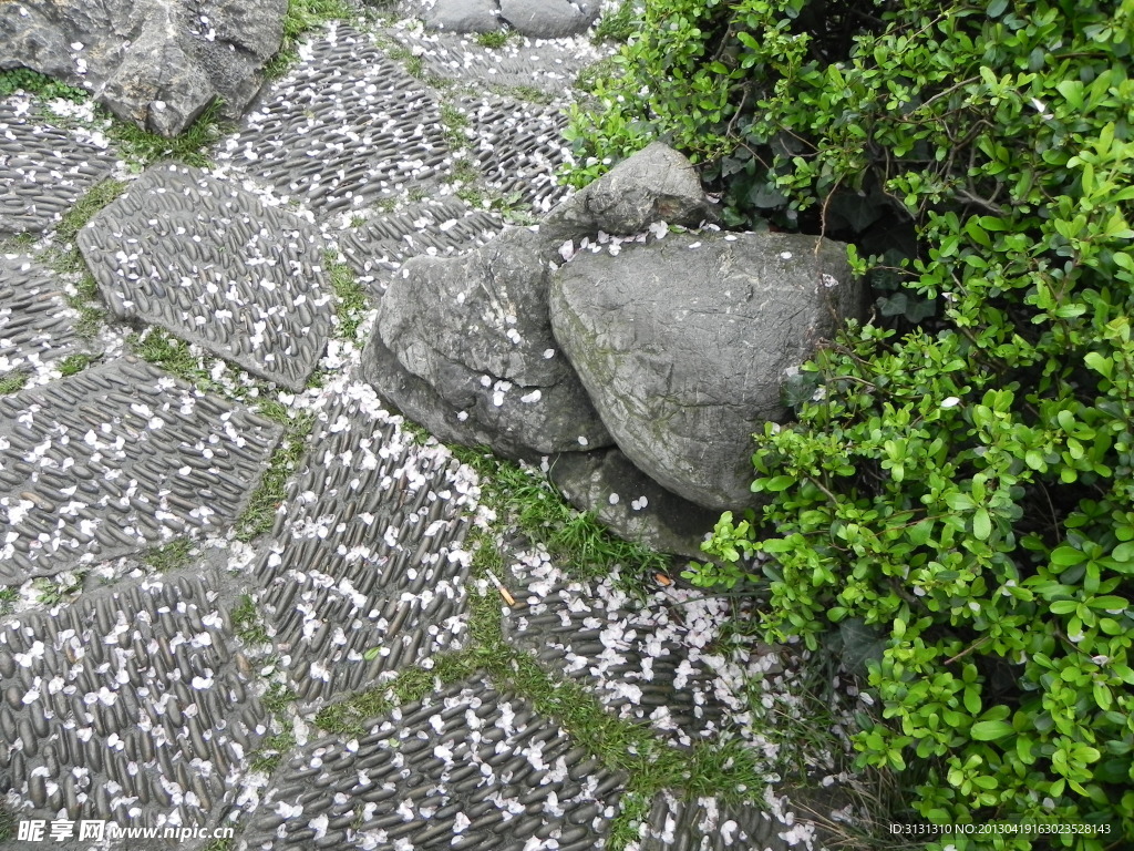 洒落樱花