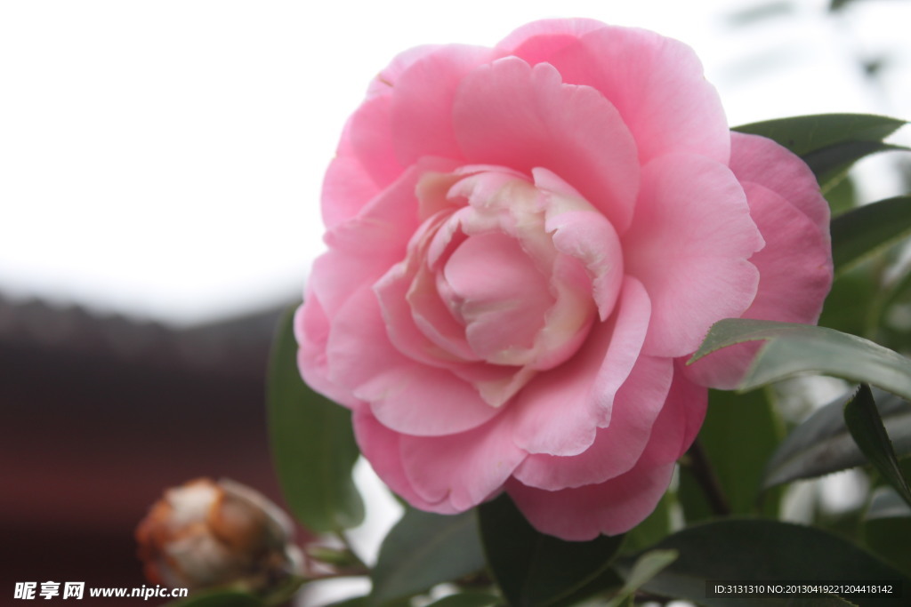 茶花