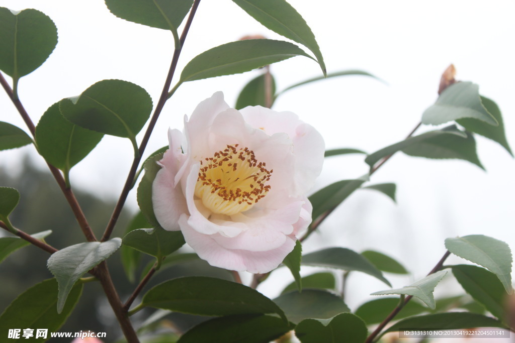 茶花
