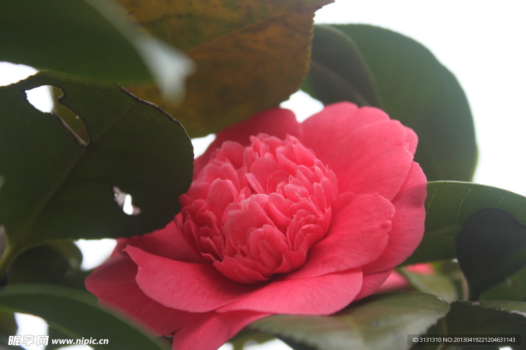 茶花