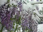 紫槐 雪花