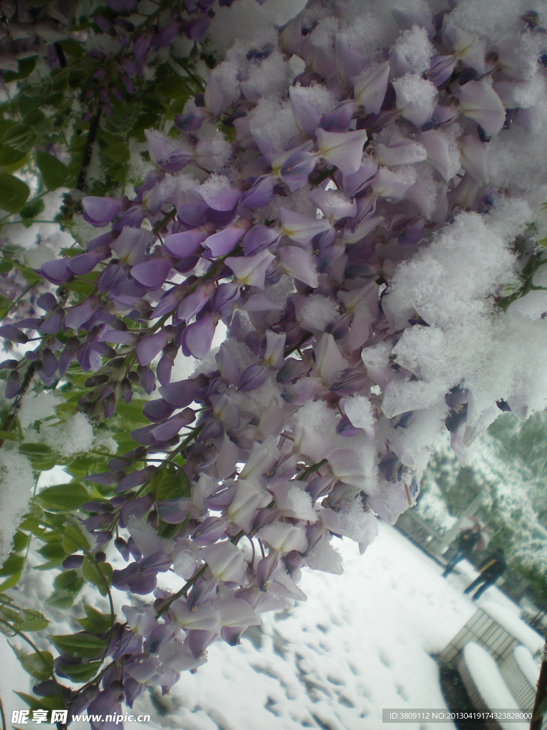 紫色槐花 雪花