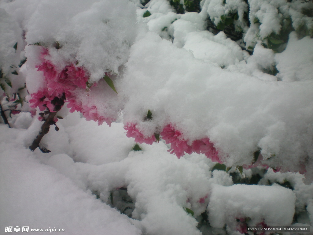 白雪下的桃花