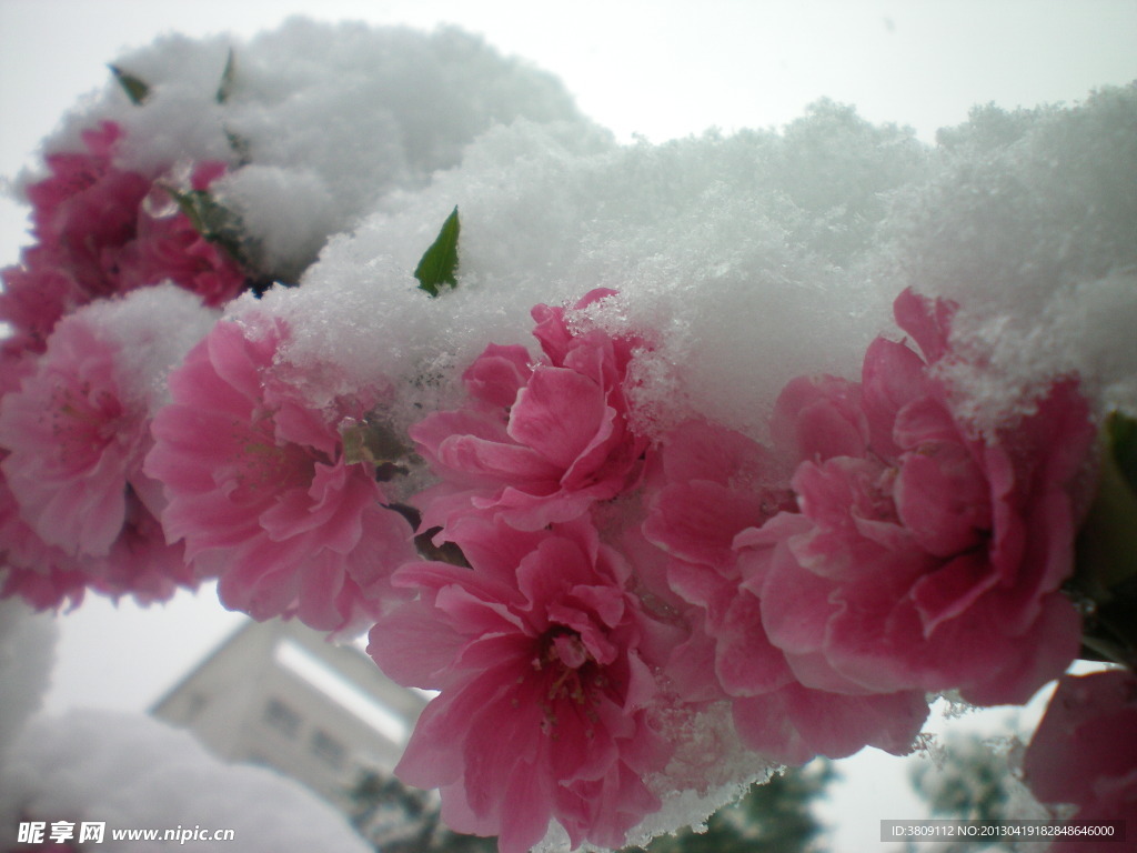 桃花与雪花