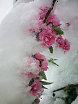 桃花 白雪