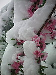 白雪下的春桃
