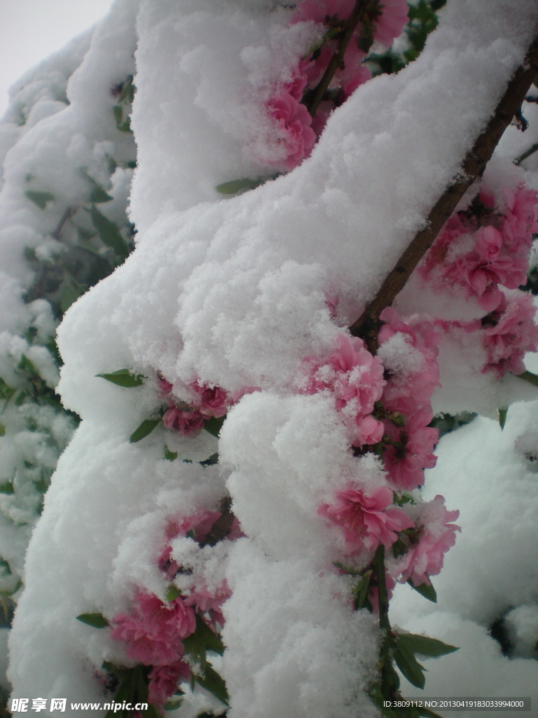 白雪下的春桃