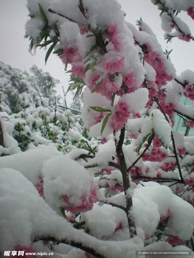 白雪下的桃花