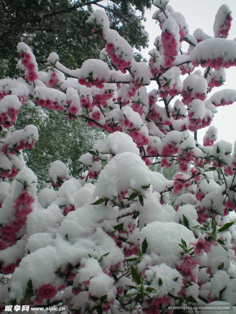 白雪下的桃花