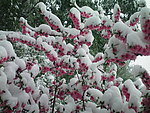 白雪下的桃花