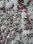 桃花与白雪