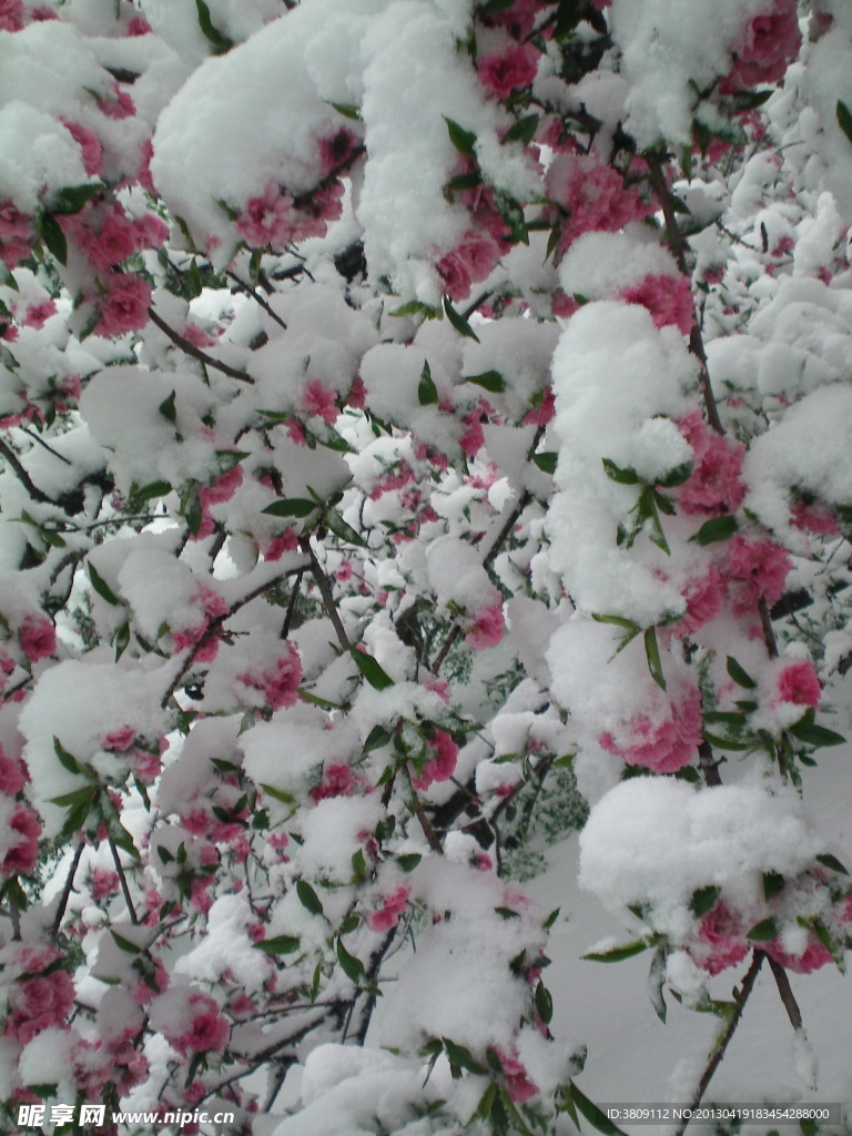 桃花与白雪