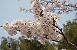 东京樱花