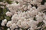 东京樱花