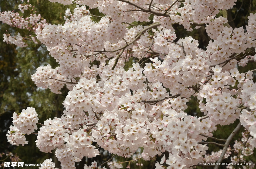 东京樱花