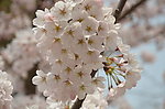 东京樱花
