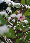 雪中桃花