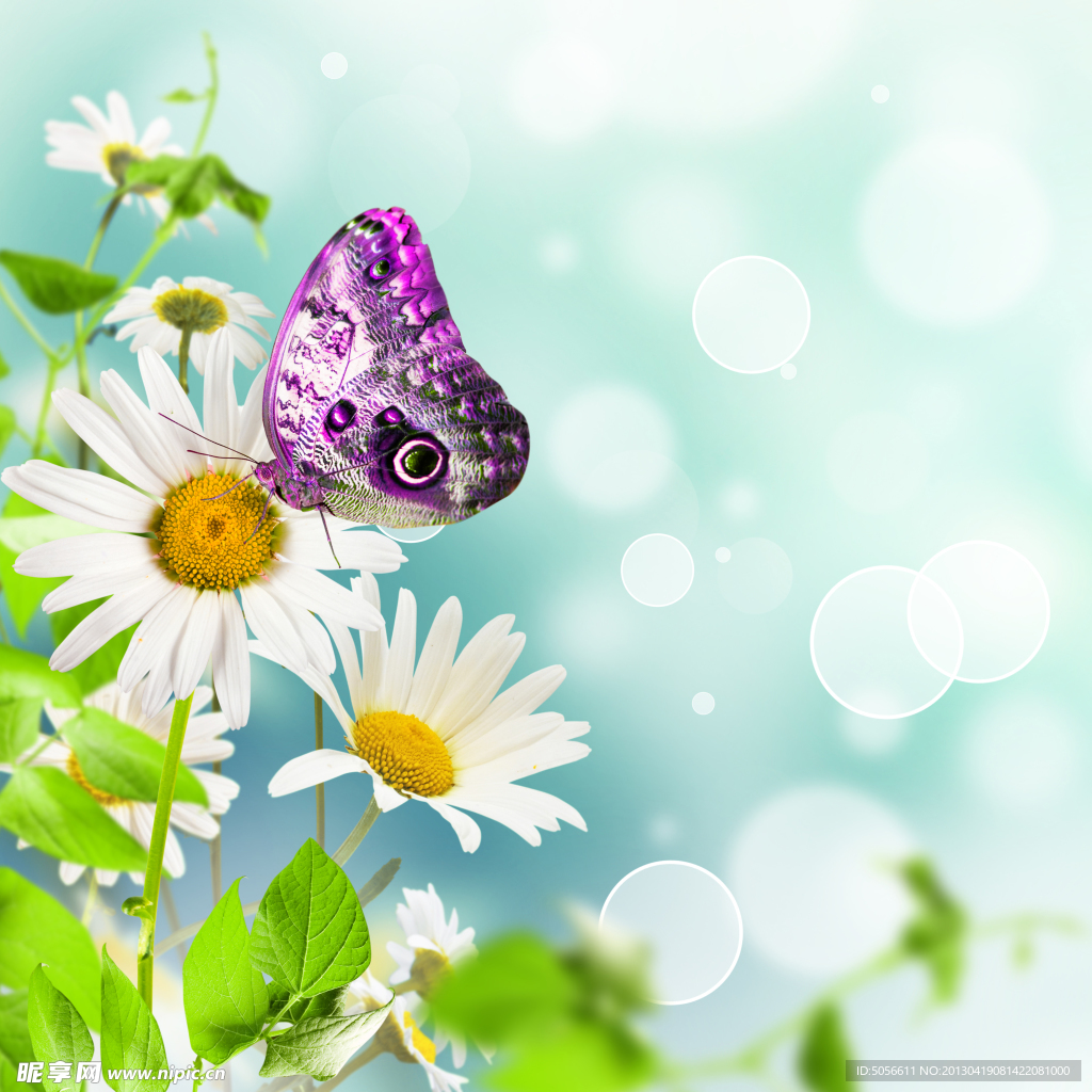 梦幻菊花