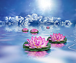 莲花