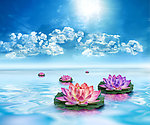 莲花