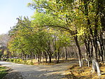 公园的树