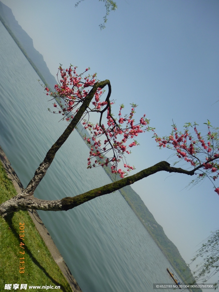 梅花