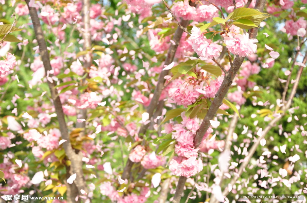 樱花