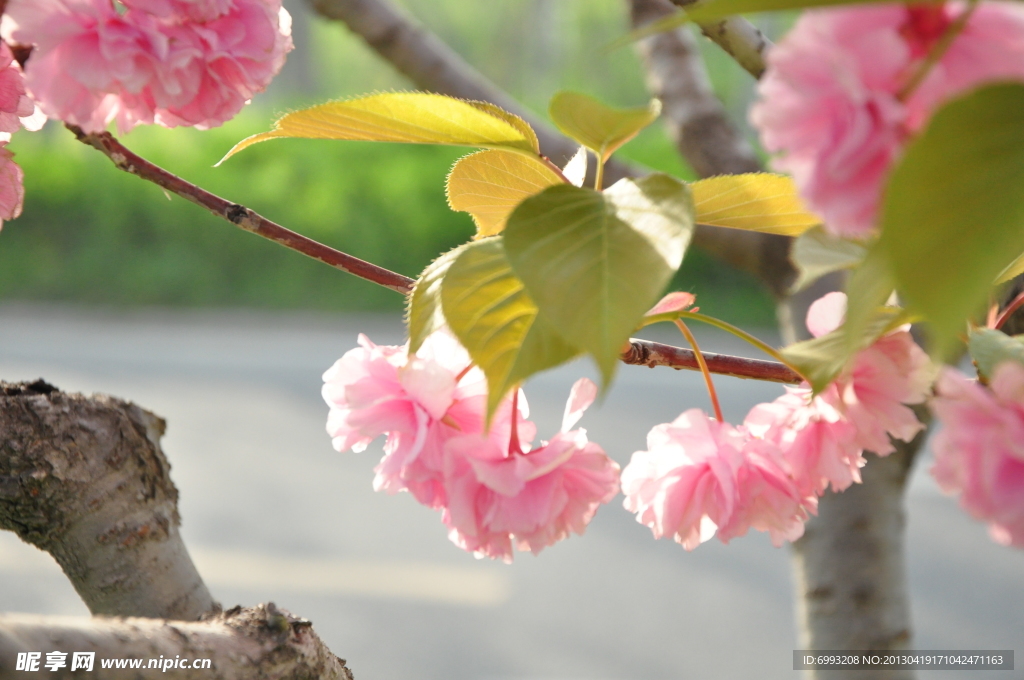 樱花