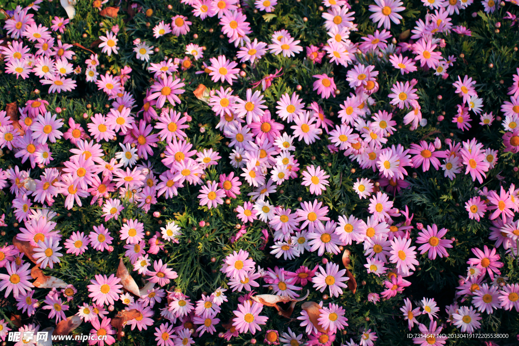 粉色菊花