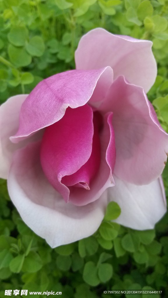 玉兰花
