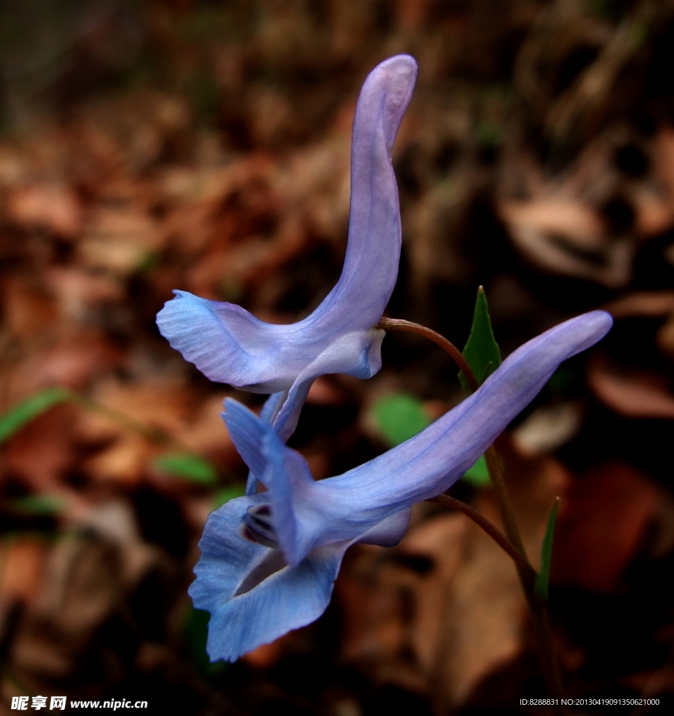 无名小花 花草