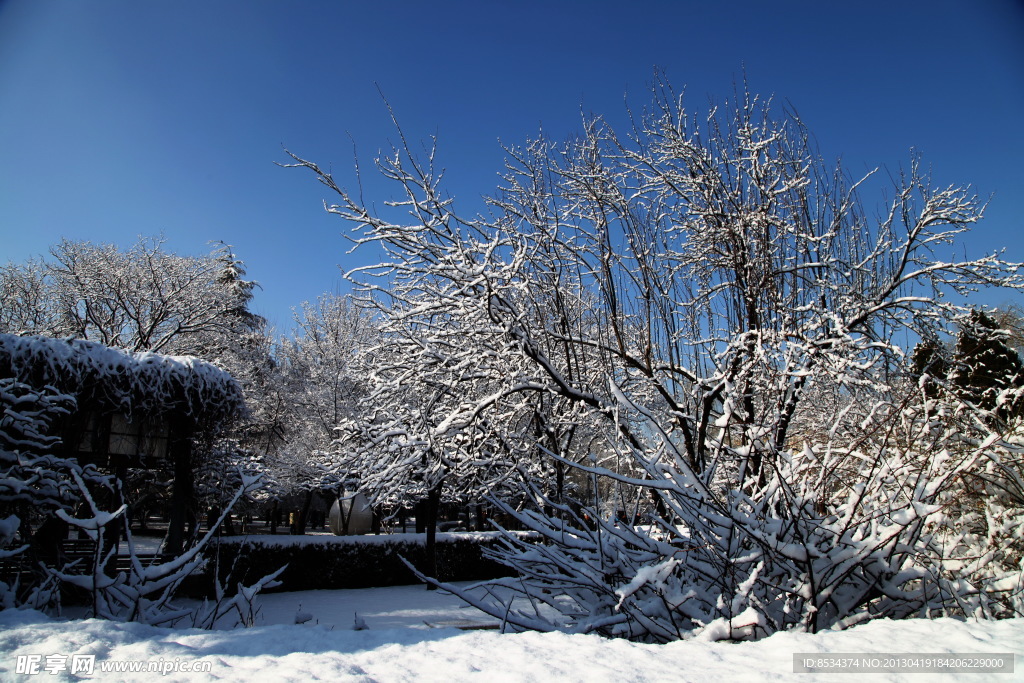 淑兰的雪