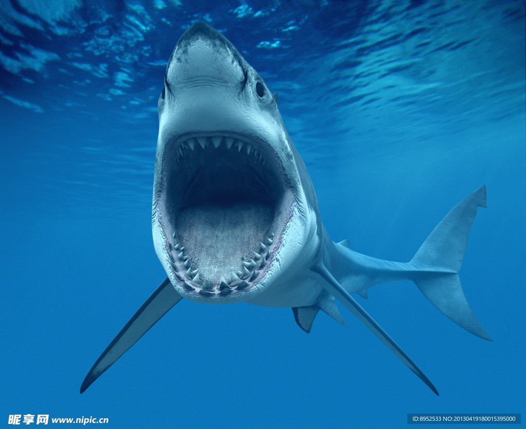 壁纸1280×1024国家地理 野生动物摄影壁纸集 大白鲨图片 Great White Shark Gansbaai South Africa ...