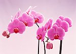 兰花