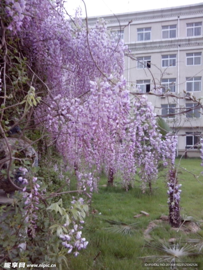紫藤花