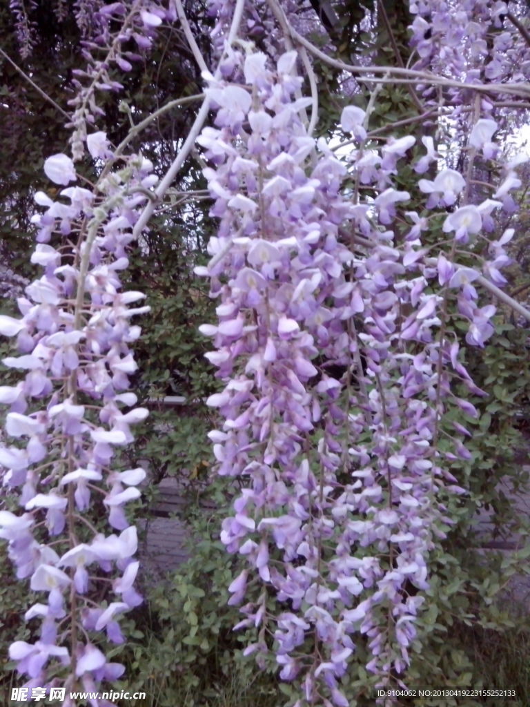 紫藤花