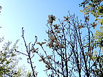 白玉兰