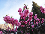 碧桃花枝