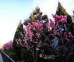 迎春碧桃花开