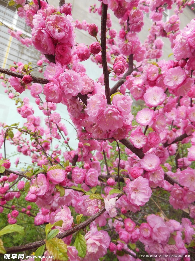 梅花