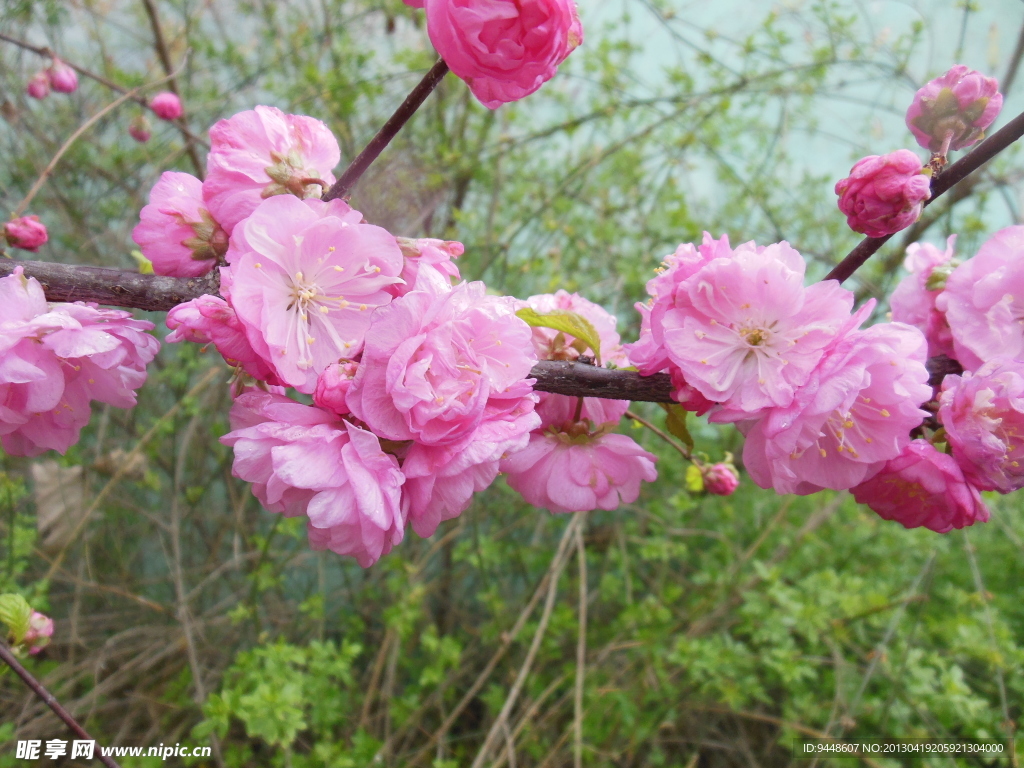 梅花