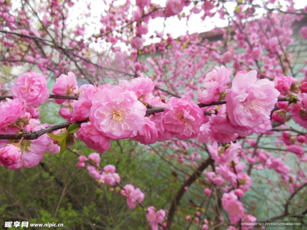 梅花