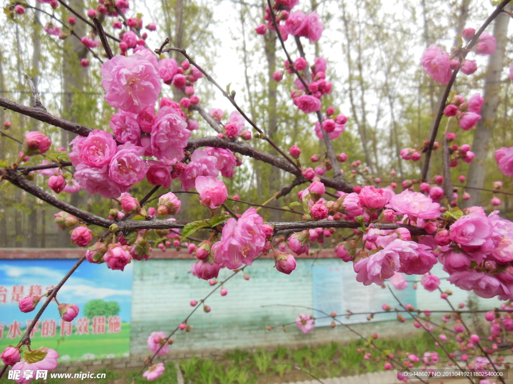 梅花