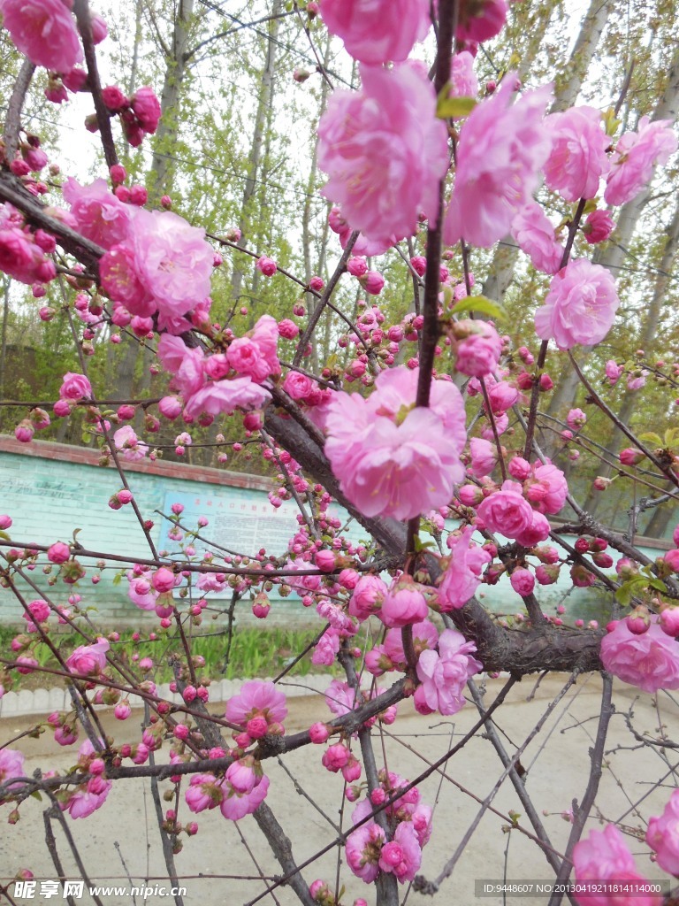 梅花