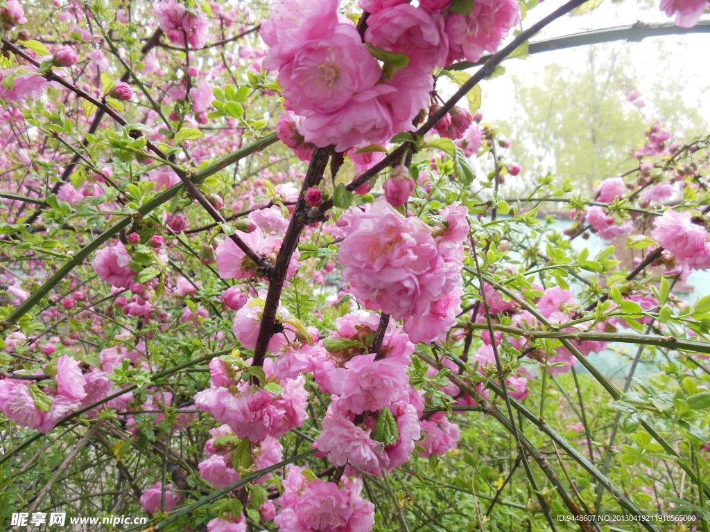 梅花