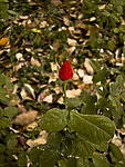 月季花