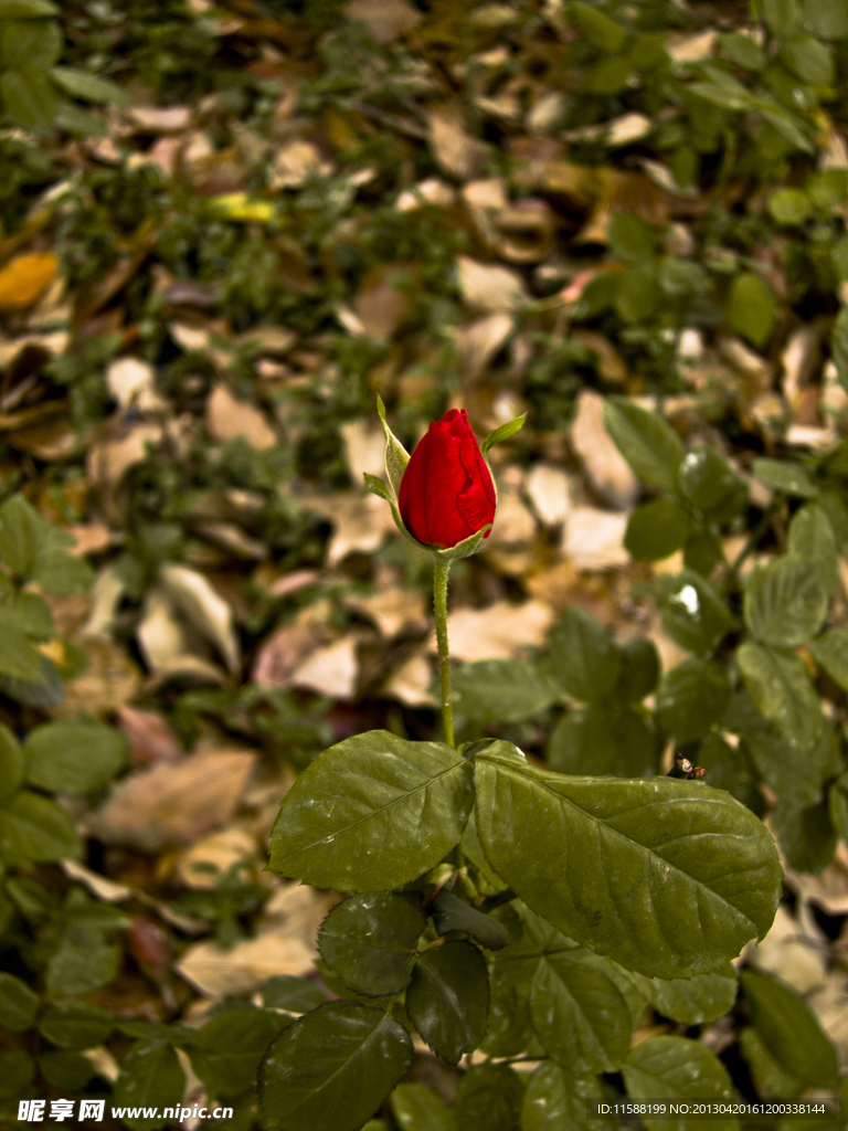 月季花